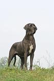 DOGUE ALLEMAND 580